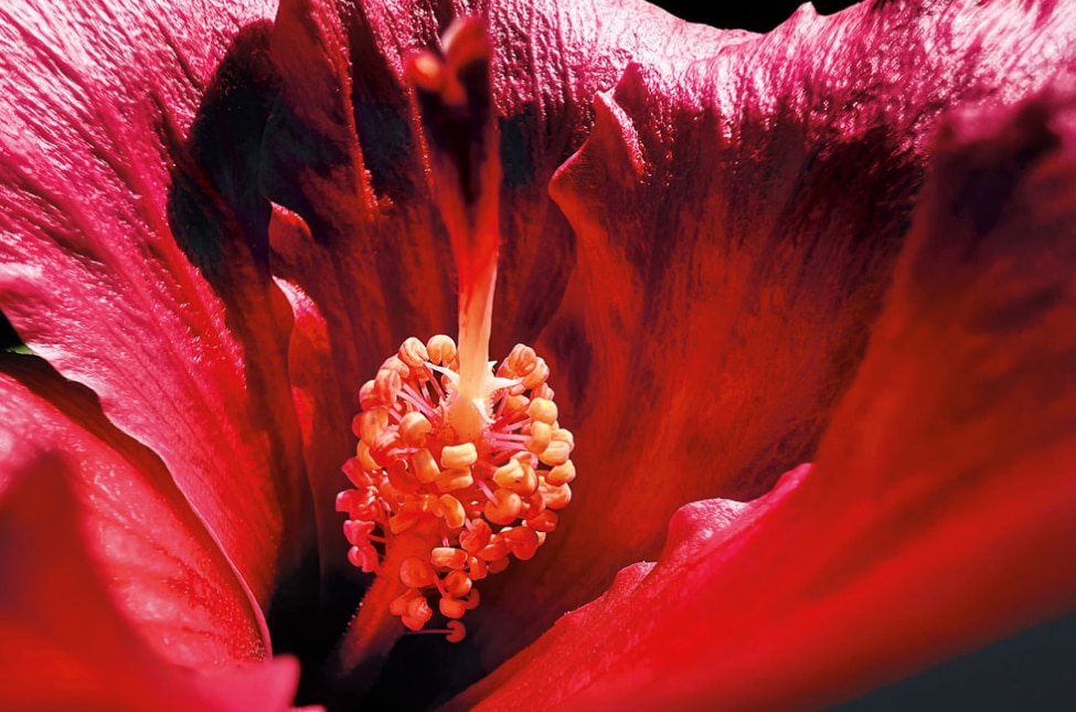 Apple’s “The Shot on iPhone Challenge” Campaign Image of a red hibiscus flower